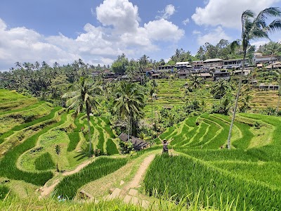 테갈랄랑 라이스 테라스 (Tegallalang Rice Terrace)