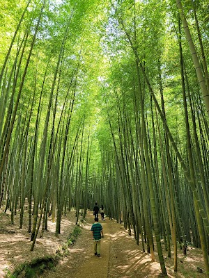 아홉산 숲