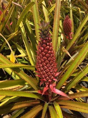 돌 플랜테이션 (Dole Plantation)