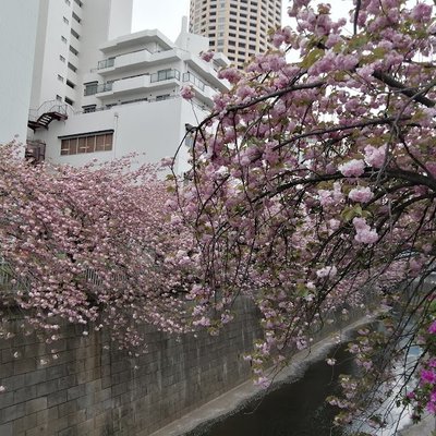 메구로강